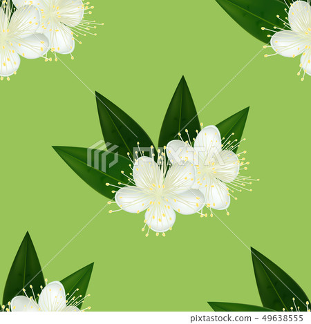 Pattern with Myrtle Flower in Realistic Style Pattern with Myrtle Flower in Realistic Style 49638555