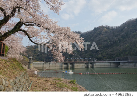 Cherry Blossoms	 49638683