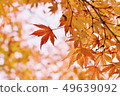 autumn 49639092