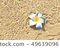 Hibiscus 49639096