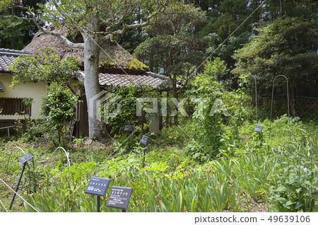 Morino老藥用園 49639106