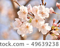 Cherry Blossoms	 49639238