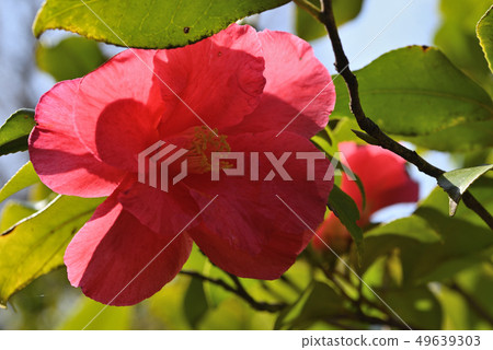 Camellia (grass washing) Camellia (grass washing) 49639303