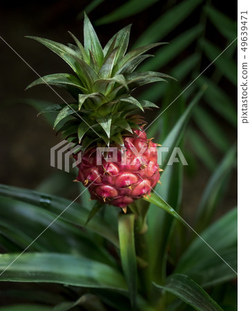 Close up of a small red pineapple growing on a pineapple plant. Growing dwarf pineapple in the Close up of a small red pineapple growing on a pineapple plant. Growing dwarf pineapple in the 49639471