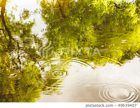 Rainforest with stream flowing through it. Reflection of trees and sky in water. Raindrops drip into Rainforest with stream flowing through it. Reflection of trees and sky in water. Raindrops drip into 49639487