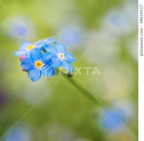 Water forget-me-not Myosotis scorpioides Myosotis palustris Myosotis flower tender flowers Water forget-me-not Myosotis scorpioides Myosotis palustris Myosotis flower tender flowers 49639517