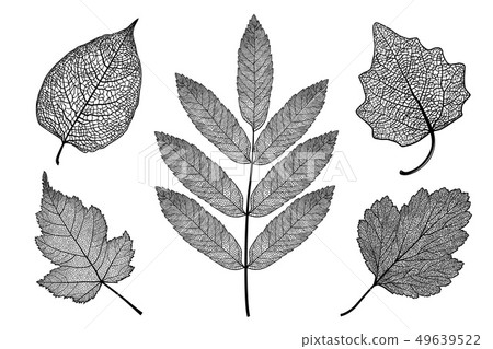 Vector set of skeletonized leaves on a white background Vector set of skeletonized leaves on a white background 49639522