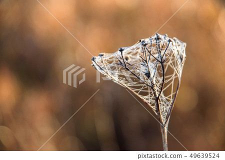 Foggy nature morning 49639524