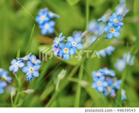 Water forget-me-not Myosotis scorpioides Myosotis palustris Myosotis flower tender flowers 49639543