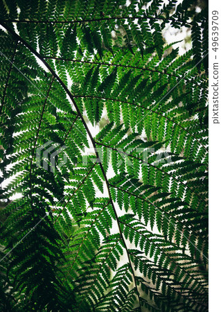 Close Up of green fern leaf background. Close Up of green fern leaf background. 49639709