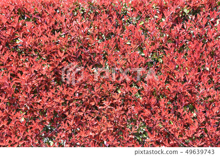 Kaname memo (required) 49639743