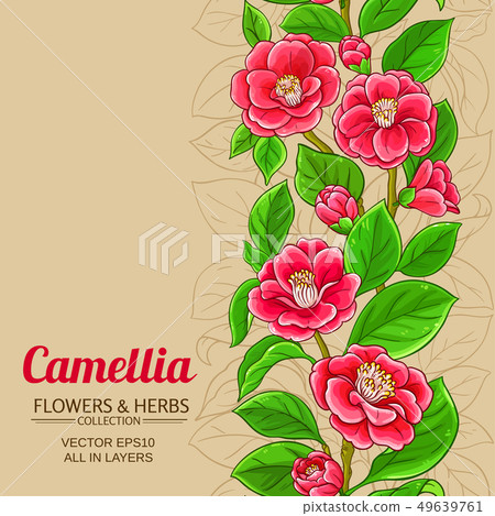 camellia vector background camellia vector background 49639761