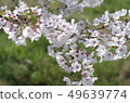 Cherry blossoms in full bloom that are becoming haakura 49639774