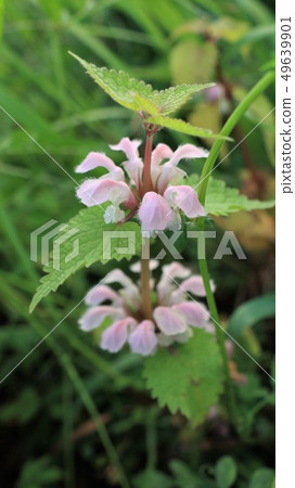 Wildflowers: Odorikoso: Odorikosu: Yodogawa Riverbeds: Osaka Hirakata City Wildflowers: Odorikoso: Odorikosu: Yodogawa Riverbeds: Osaka Hirakata City 49639901