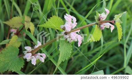 Wildflowers: Odorikoso: Odorikosu: Yodogawa Riverbeds: Osaka Hirakata City Wildflowers: Odorikoso: Odorikosu: Yodogawa Riverbeds: Osaka Hirakata City 49639902