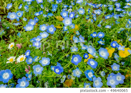  Flower garden 49640065