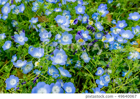 花園 花園 49640067