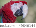 Side view of a green-winged macaw 49640144