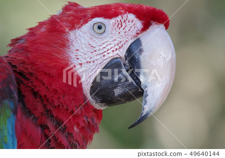 Side view of a green-winged macaw Side view of a green-winged macaw 49640144