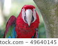 Frontal face of a green-winged macaw 49640145