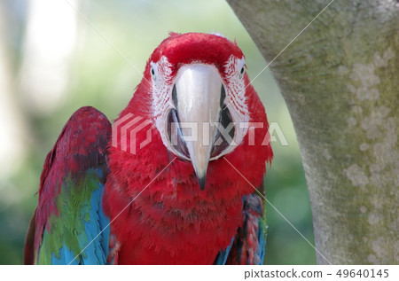 Frontal face of a green-winged macaw Frontal face of a green-winged macaw 49640145