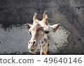 Giraffe's face 49640146