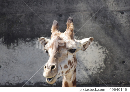 長頸鹿的臉 49640146