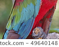 Broadening of the macaw feathers 49640148