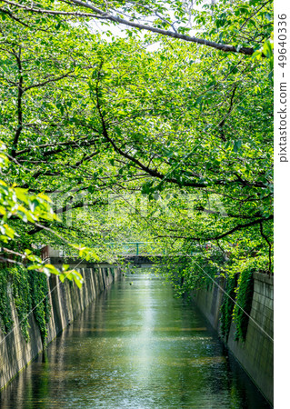 [東京]目黑河 49640336