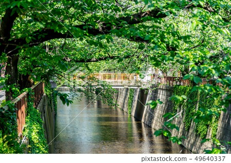 [東京]目黑河 49640337