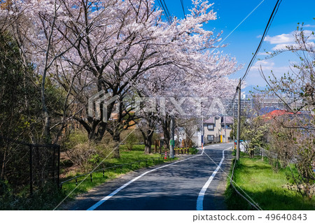 春天多摩市東京都櫻木公園Yuhinooka 49640843