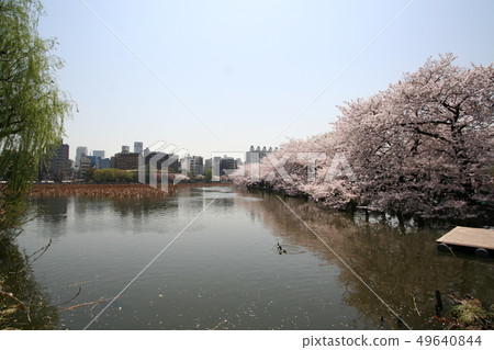 櫻桃樹 櫻桃樹 49640844