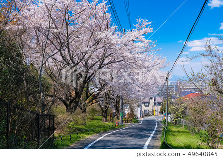 春天多摩市東京都櫻木公園Yuhinooka 49640845