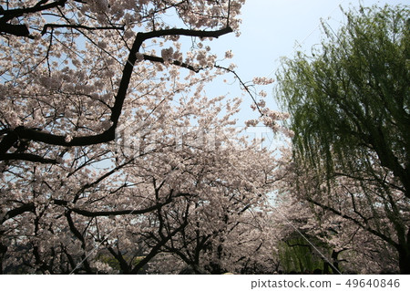 櫻桃樹 49640846