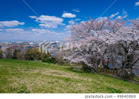 春天多摩市東京都櫻木公園Yuhinooka 49640869