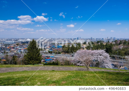 春天多摩市東京都櫻木公園Yuhinooka 春天多摩市東京都櫻木公園Yuhinooka 49640883