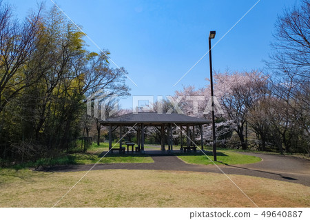 春天多摩市東京都櫻木公園Yuhinooka 春天多摩市東京都櫻木公園Yuhinooka 49640887