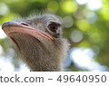 Close-up ostrich face 49640950