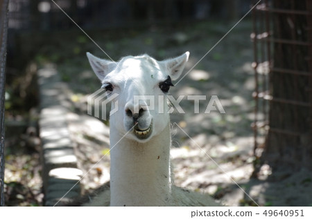 駱駝從前面看到 駱駝從前面看到 49640951