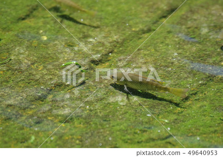 魚在淺灘 49640953