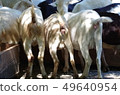 Goat's butt 49640954