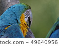 Ruri Macaw in sight behind 49640956
