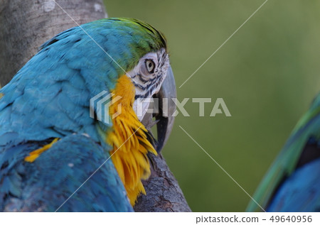 Ruri Macaw in sight behind 49640956