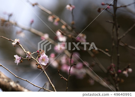 不斷的櫻花 不斷的櫻花 49640991