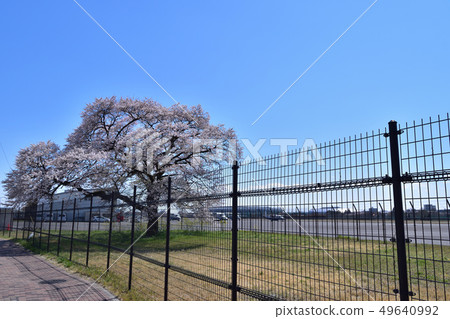調布機場籬芭和櫻花 49640992
