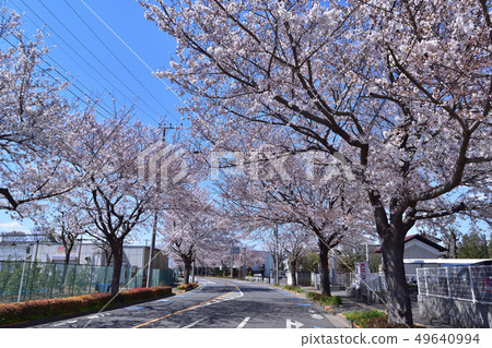 在Chofu-Osawa地面街道的一排櫻桃樹 49640994
