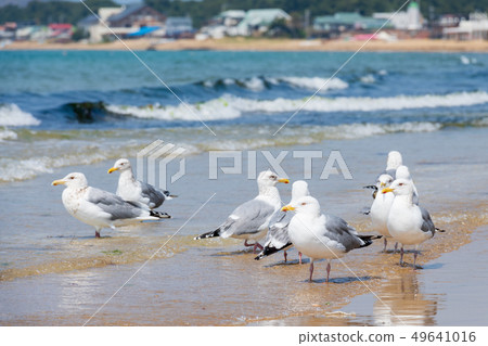 Fukuma coast of summer sky [Fukuoka prefecture] 49641016