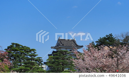 Tamamo Park Sakura no Baba 5 Tamamo Park Sakura no Baba 5 49641036