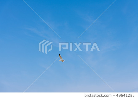 Seagull flying in the clear blue sky Seagull flying in the clear blue sky 49641283