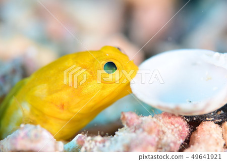 喬魚 喬魚 49641921